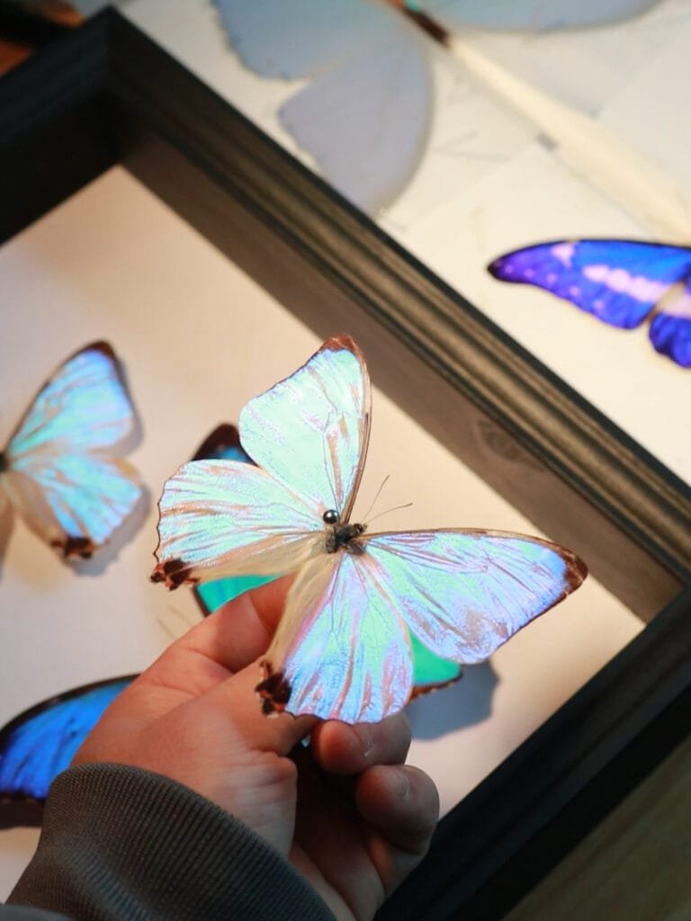 cyberentocraft butterfly specimen sparkle