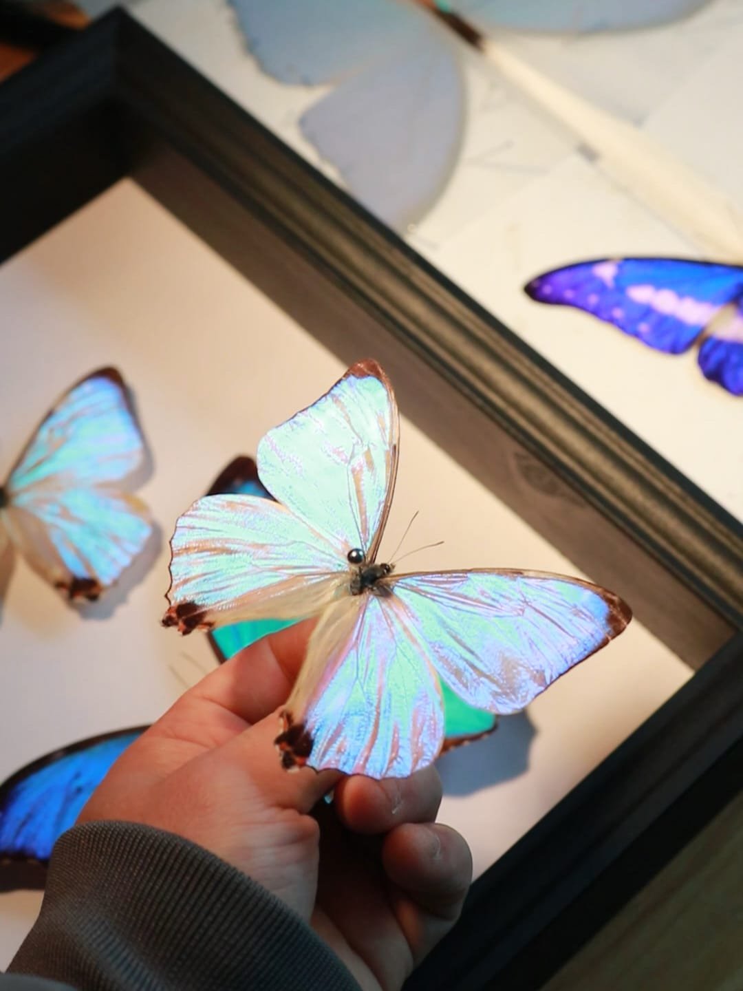 cyberentocraft butterfly specimen sparkle