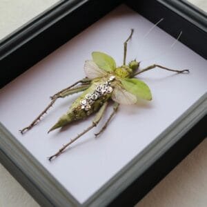 Cyberentocraft.Big Phasmatodea Heteropteryx dilatata Insect Specimen Metal Gear Wooden Photo Frame