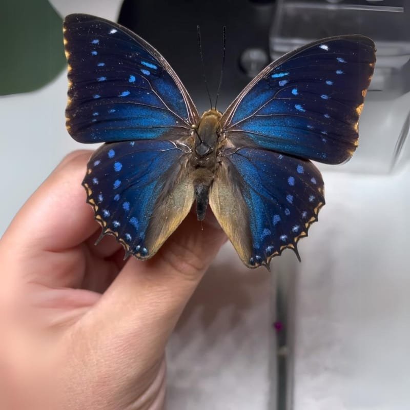 A Deep  Blue  Butterfly cyberentocraft