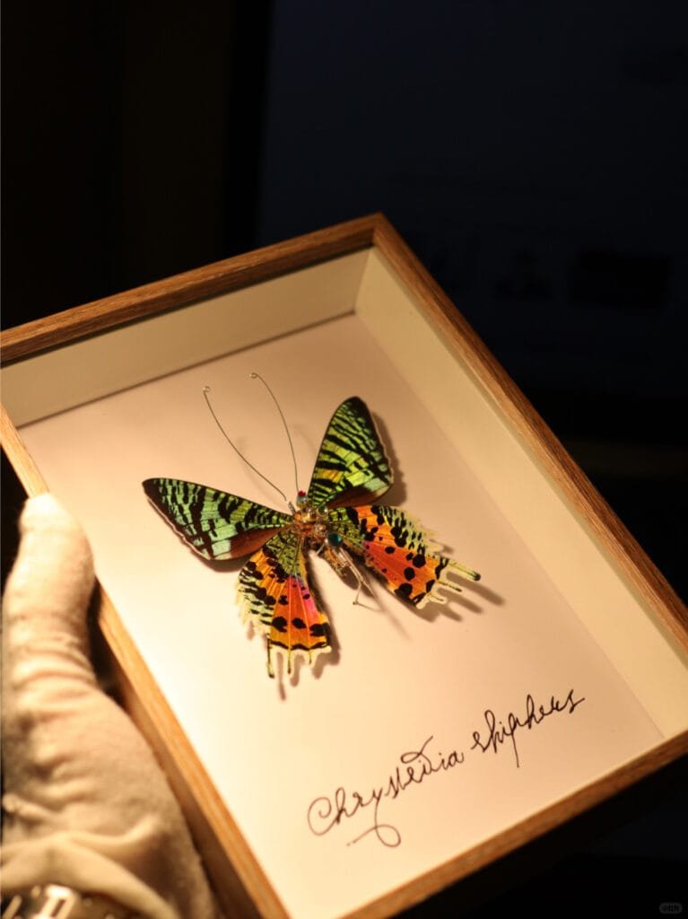 cyberentocraft contact butterfly